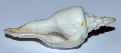 Sea shell coquillages - sea,
