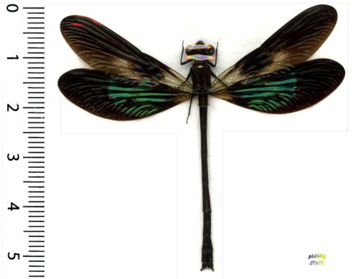Odonata zygoptera euphaea - odonata,,