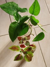 Lot boutures plantes - 4, d