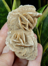 Double Gypse Rose des Sables