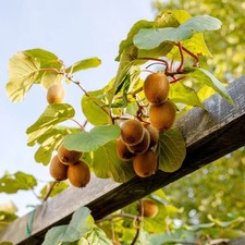 Actinidia deliciosa 'Herma' *