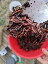 ? Lombrics / Vers de compost Eisenia pour composteur ou lombricomposteur ?