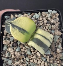 BIG! Gasteria Armstrongii