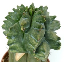 Astrophytum myriostigma cv