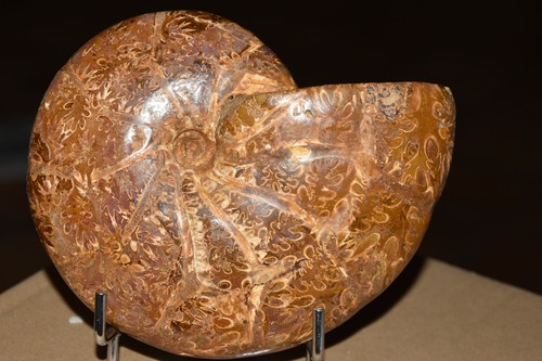 Ammonite holcophylloceras - ammonite,