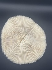 Corail champignon Fungia sp