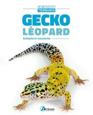 Gecko léopard: Eublepharis macularius | Très bon état
