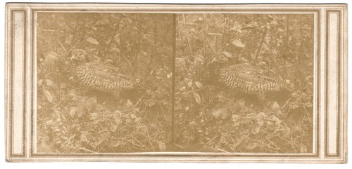Oiseau francolin demi - francolin, collier