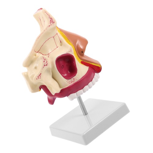 Modèle nez maquette corps - de,