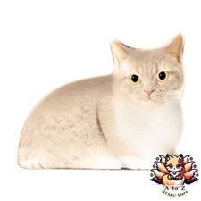 NOUVEAU Decor Corporation Oh My Cats ! Petite assiette réaliste chat...