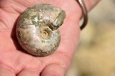 RARE ammonite Desmoceras
