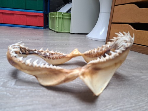 Mâchoire requin veritable - requin,
