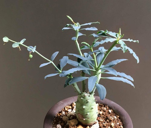 Euphorbia longituberculosa - , 10
