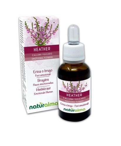 Heather bruyère calluna - heather, ou