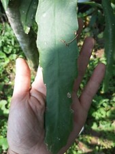 épiphyllum Piccolo. bouture