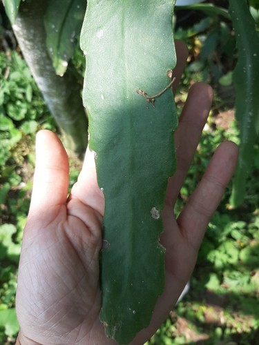 épiphyllum piccolo bouture - piccolo.,