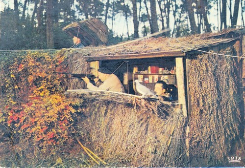 Landes chasse la palombe - landes,