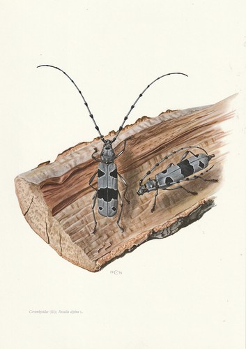 Planche histoire naturelle - planche, 75