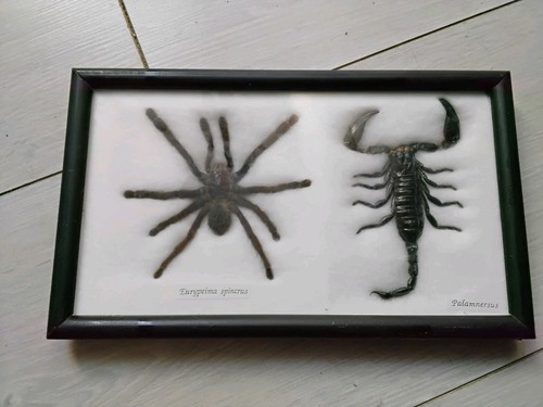 Cadre mygale araignee - cadre,