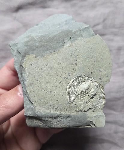 Nice very rare declivolithus - very,
