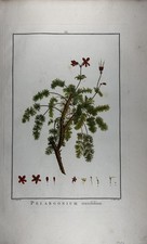 Redouté pelargonium - redoutÉ.,