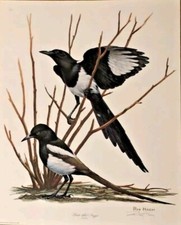 RAY HARM BLACK BILLED MAGPIE-