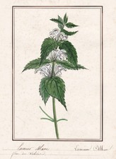 Lamier blanc nettle - lamier,