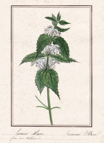 Lamier blanc nettle - nettle, lamium