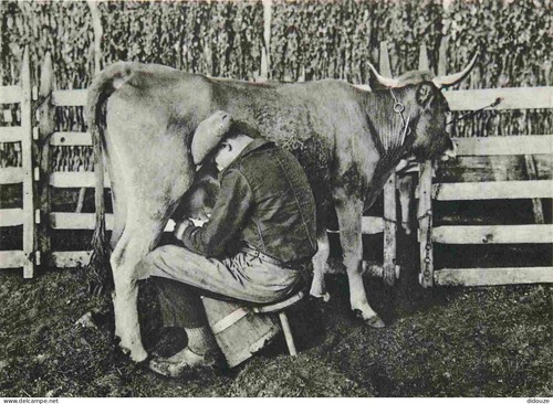 Carte postale animaux - -,