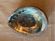 Coquillage Ormeau - Abalone 17 cm