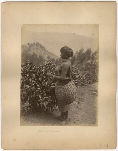 Photo attr skeen albuminé - photo,