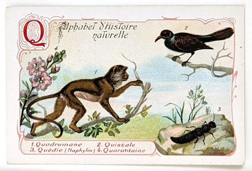 Image chromo chicorée williot - image,