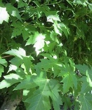 ♫ ERABLE Lacinié - Acer