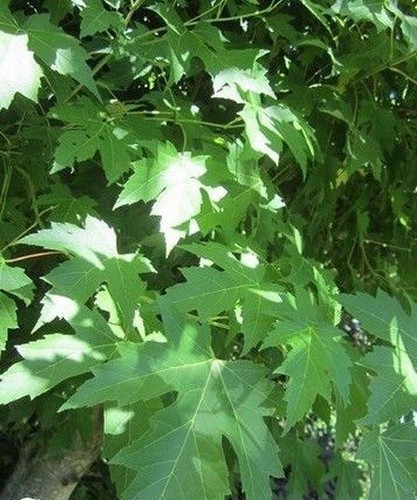 Erable lacinié acer - lacinié,