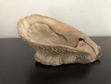 coquillage fossile épines piques piquants à identifier PORT OFFERT