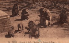 CPA ALGERIE - BLIDA - 133