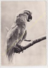 RPPC Photo Oiseau Bird PÁJARO