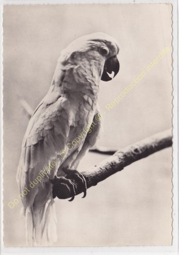 Rppc photo oiseau - photo,