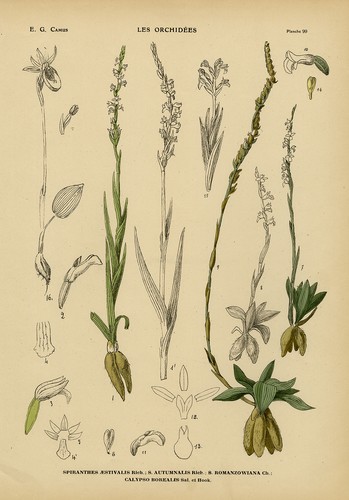 Antique print natural - antique, print-natural