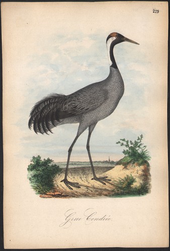 1860 lithographie aquarellée - lithographie,