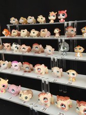 Hamsters cochons inde - hamsters,