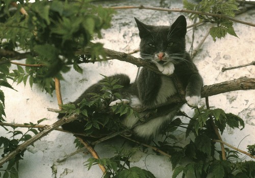 Carte postale les - , chats