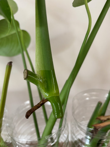 Lot boutures monstera - de,