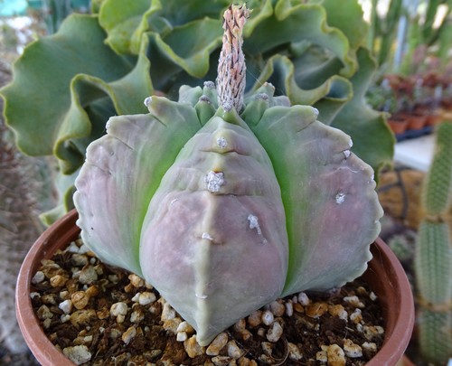 Astrophytum kikko herikan - kikko,