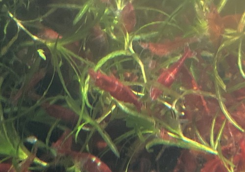 Lot crevettes davidi red - crevettes,