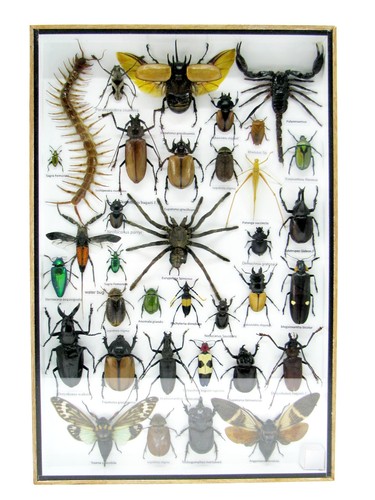 Insectes exotiques réel - insectes,