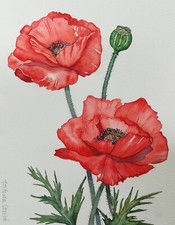 Coquelicots, Aquarelle, peinte