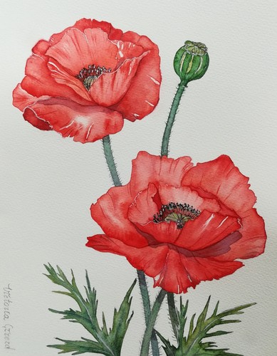 Coquelicots aquarelle peinte - coquelicots,,