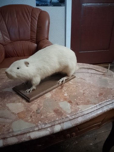 Curiosité ragondin albinos - ragondin,