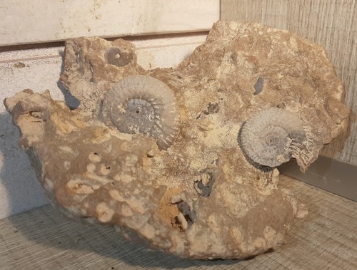 Ammonites garantiana - ammonites,